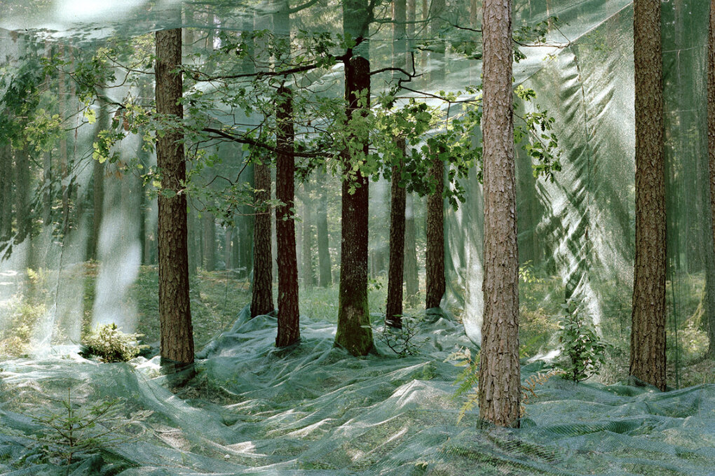 We Have Never Been Forest